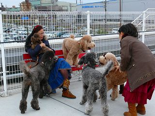 スタンダードプードルの子犬と成犬 毛色はレッド アプリコット ブラウン シルバー グレーや トイプードル の子犬と成犬の写真情報ページ フランソワのお部屋ｉｎｄｅｘ は子犬お届け隊d H 日優犬 大阪東取次所 です